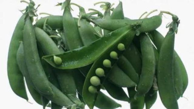 分享豌豆种植方法