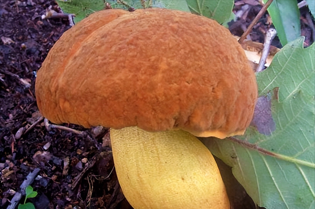 夏天到了，16种云南野生蘑菇辨别图片，带你认识不同的蘑菇和吃法