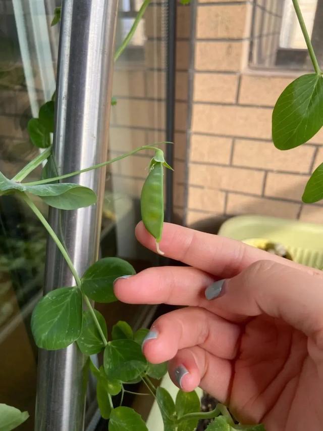 盆栽豌豆：不仅花好看，生长速度快，还一年四季都可以播种哦！