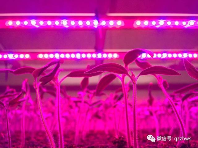 LED人工光水耕菠菜栽培技术