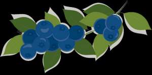 什么土质种植蓝莓(蓝莓栽培较为理想的土壤类型)