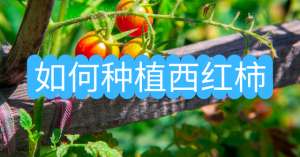 番茄的种植过程(如何种植西红柿？)