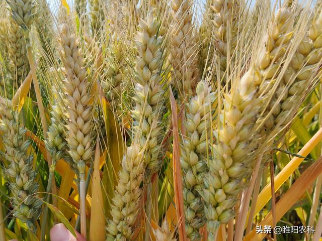 山东最高产的几个小麦品种，亩产都超过800公斤，最高亩产927公斤