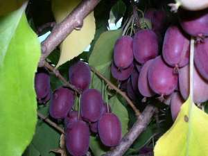 野生小猕猴桃种植技术(院里种点软枣猕猴桃果树，产量高，种植简单，自己吃或送亲友均可)