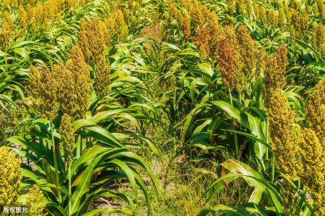 高粱栽培技术，做好田间管理与病虫害防治很重要，有助丰产丰收