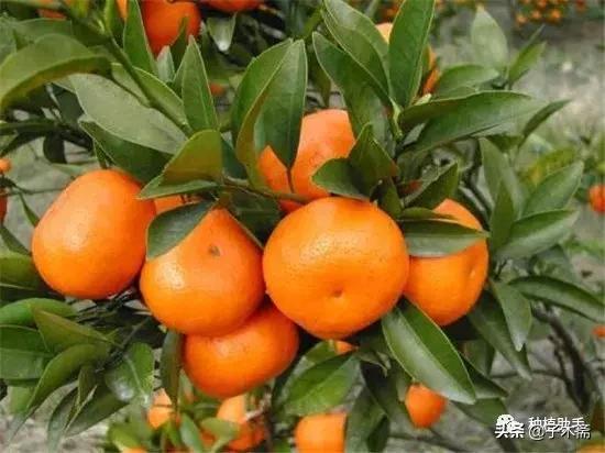 3个柑橘品种，极有可能被市场抛弃！如果再扩种，有可能血本无归