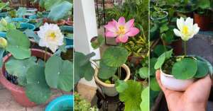 盆荷花种植方法(栽种碗莲做好准备工作，买莲子或种藕，两三个月就能养开花)