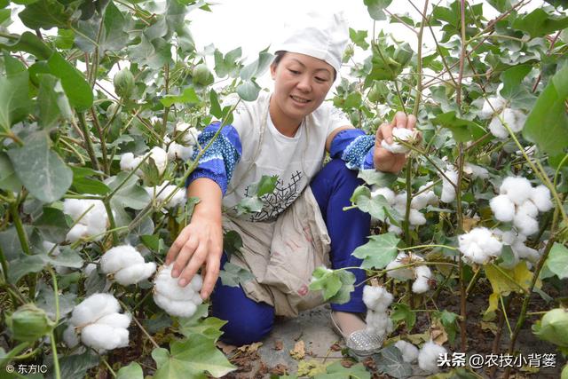 这些让棉花出苗齐、长势强、产量高的种植技巧，你都用对了吗？
