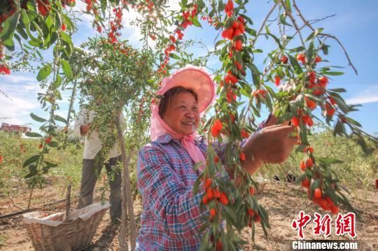 新疆精河17万亩枸杞成熟采摘 红色产业助农民增收