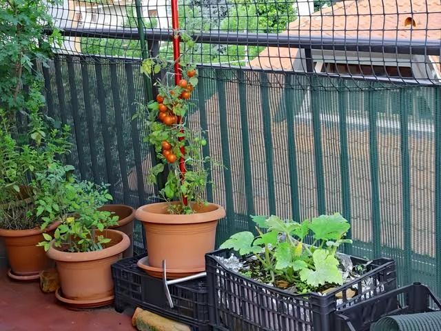 新手种菜详细指南，做好这8点，在阳台也能布置一片小菜园