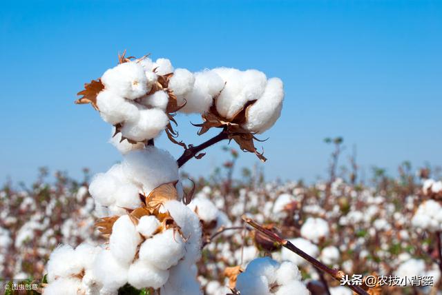 这些让棉花出苗齐、长势强、产量高的种植技巧，你都用对了吗？