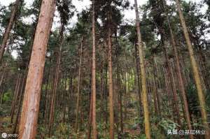 杉树种植效益(杉木种植为什么能成为山区农民朋友永远最可靠的致富途径？)