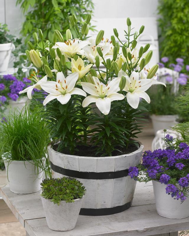 3种方法培养百合花，方法简单，一株即可开满整个庭院！