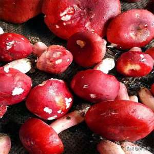 红菇怎么种植(红菇生物学特性和生态习性)