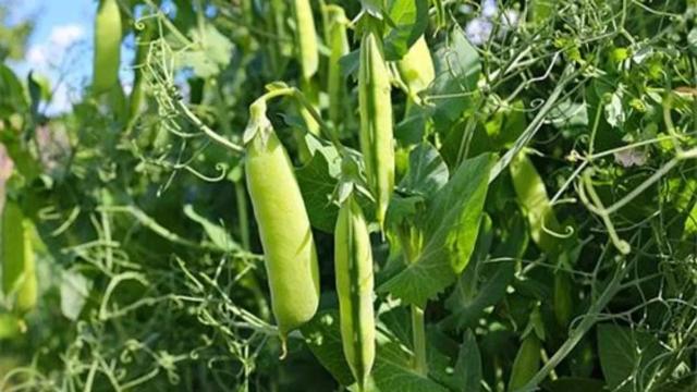 分享豌豆种植方法