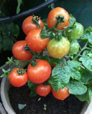 盆栽番茄种植技术(盆栽西红柿，“挂果”小技巧，深埋早打叉，果子红又大，甜又沙)