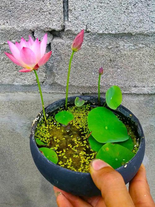 精致小莲花，一个茶碗就能种出来，养在阳台上，喝茶赏花两不误