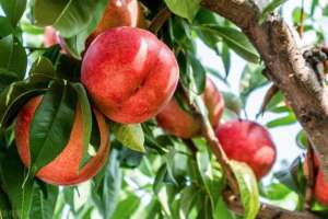 怎么种植桃树(水灵灵、甜滋滋的大桃子，自己在家也能种出满树果)