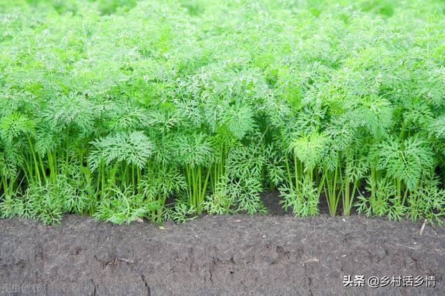 白菜、萝卜、胡萝卜按这几个方法种植，大幅增产，实践经验