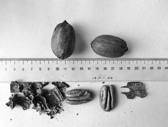 薄壳山核桃品种波尼的引种表现与栽培技术