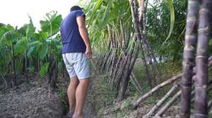 青皮甘蔗种植技术(种植了半年的甘蔗，砍一根尝尝味道#我的小菜园)