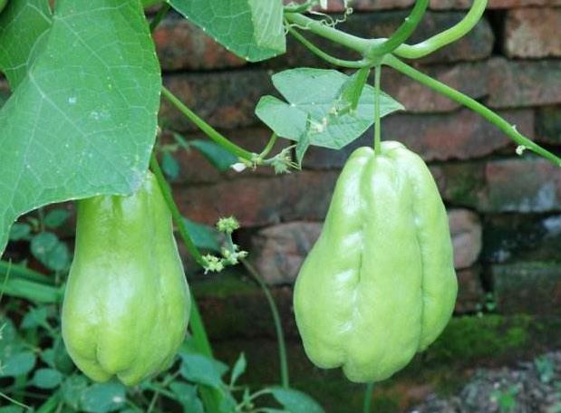 “便宜”的一种瓜，被称为“千斤瓜”，产量高，种1棵全家够吃！