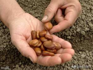 北方种植蚕豆技术(蚕豆怎样种植才能保证高产，蚕豆的种植时间和方法进来看看经验)