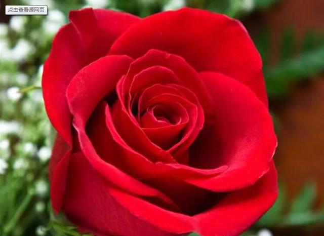 馥郁芬芳的卡罗拉玫瑰