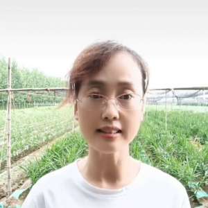 南方生姜种植视频(教您一招种出亩产两万斤的大姜#生姜种植)