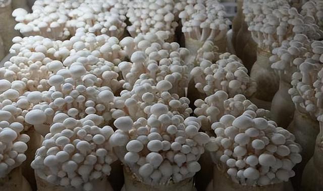 蘑菇应该如何培养，你需要做好这些，产量和品质提升一大截！