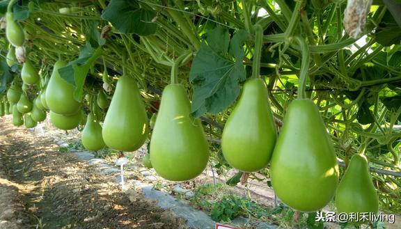 蔬菜实用栽培技术（第一章：瓜类）--瓠瓜的温度要求及栽培技术