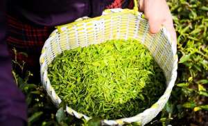 农村种植茶叶(又一农村暴利种植业，管理简单，种1800株一天收入2700元)
