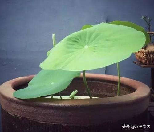 莲子的瓦缸种植方法