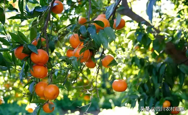 四川柑橘春夏季田间管理技术全收录，你最好只收藏不分享！
