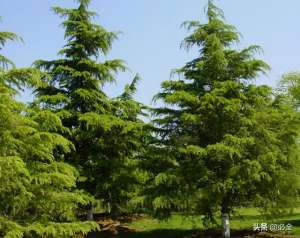 红松树种植(如何提高松树的移栽成活率？)