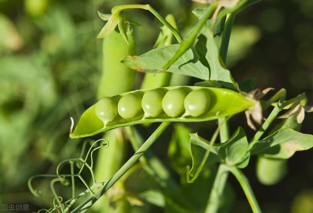 豌豆种植时间、方法和高产栽培技术大全