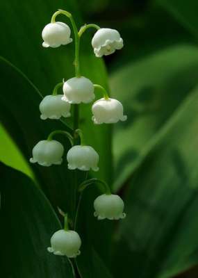 铃兰花什么时候种植(铃兰的种植以及它的花季和花期)