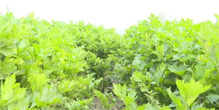 视频丨芹菜喜获丰收 亩产可达一万斤