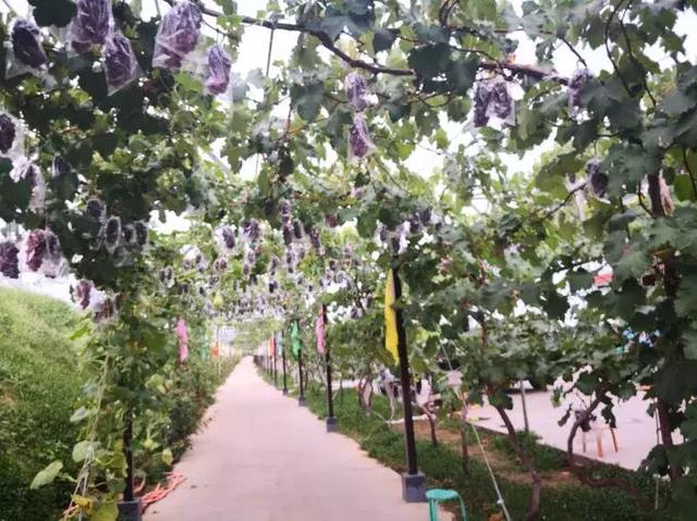 葡萄、桑葚和花椒走出沿黄路韩城段的多彩致富路