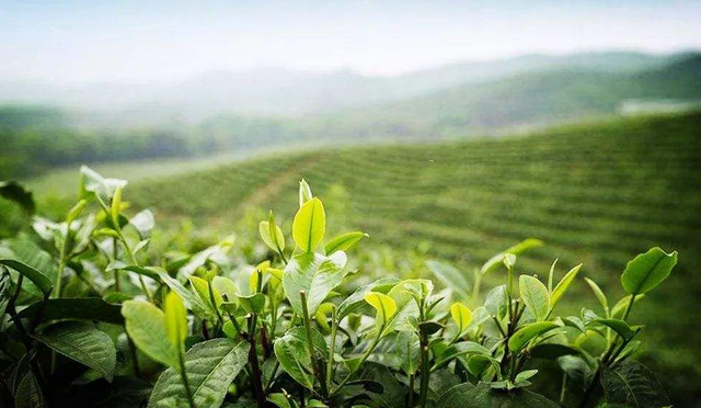 种植茶叶树，需要满足一些条件，包括4个方面，一起来了解一下