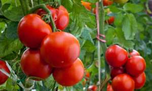 种植番茄视频(番茄种植需要学会哪些方法，记住这些条件，没有经验也能种出番茄)