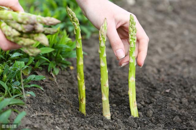 芦笋有机栽培技术，种植小妙招教你做好这几点，芦笋优质又高产