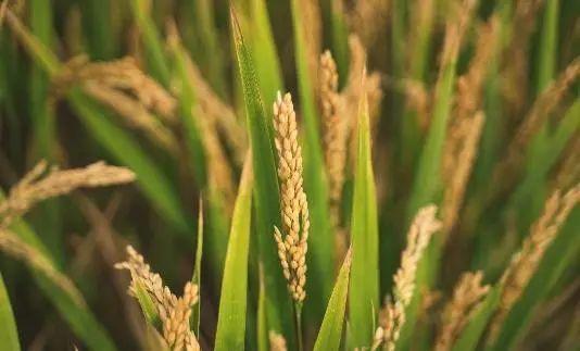 闵行首次！“稻+菜”轮作，稻田里种出优质生菜