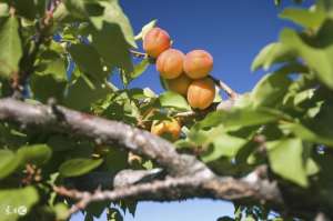 杏树种植时间方法(杏树栽培技术 杏树种植条件)