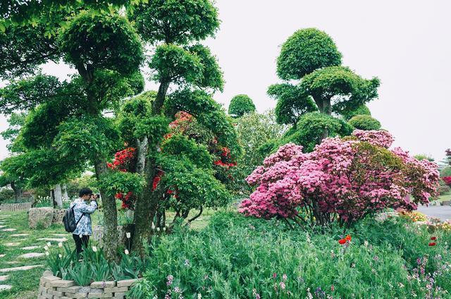 无锡最大的杜鹃花观赏地，国内首个花卉休闲区，知道的游客不多