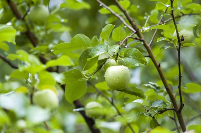苹果树几年才能结苹果，苹果树的成长与结苹果的周期