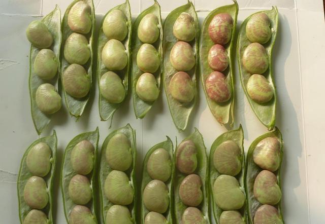 荷包豆怎样种植创高产？掌握其特性，育苗移栽效果好