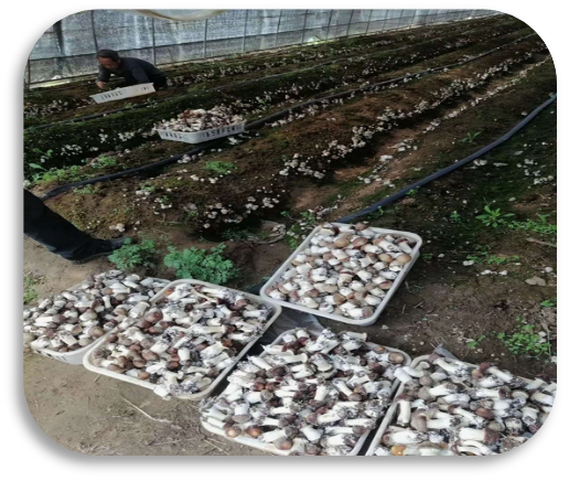 「专家来了」平顶山市农业科学院曹秀敏副研究员教您种植大球盖菇