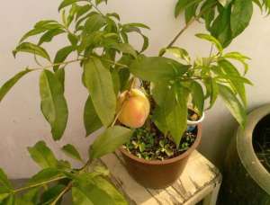 橘子树盆景种植方法(种盆栽桃树，有2个小技巧，果子挂满枝，大又甜，比无花果还好养)