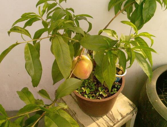 种盆栽桃树，有2个小技巧，果子挂满枝，大又甜，比无花果还好养